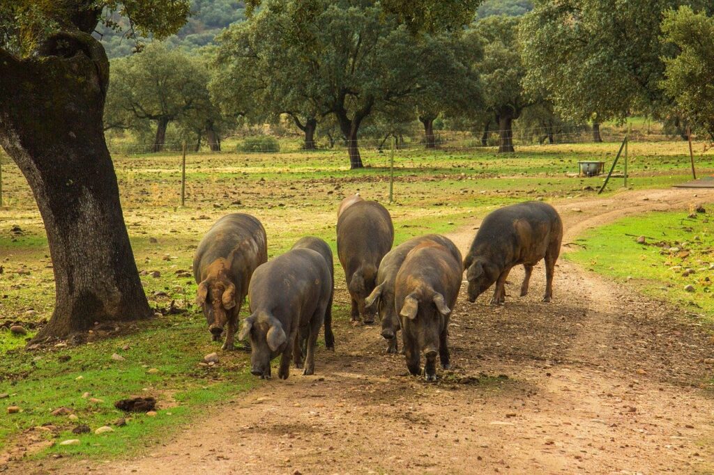 jamon de Guijuelo o Jabugo
