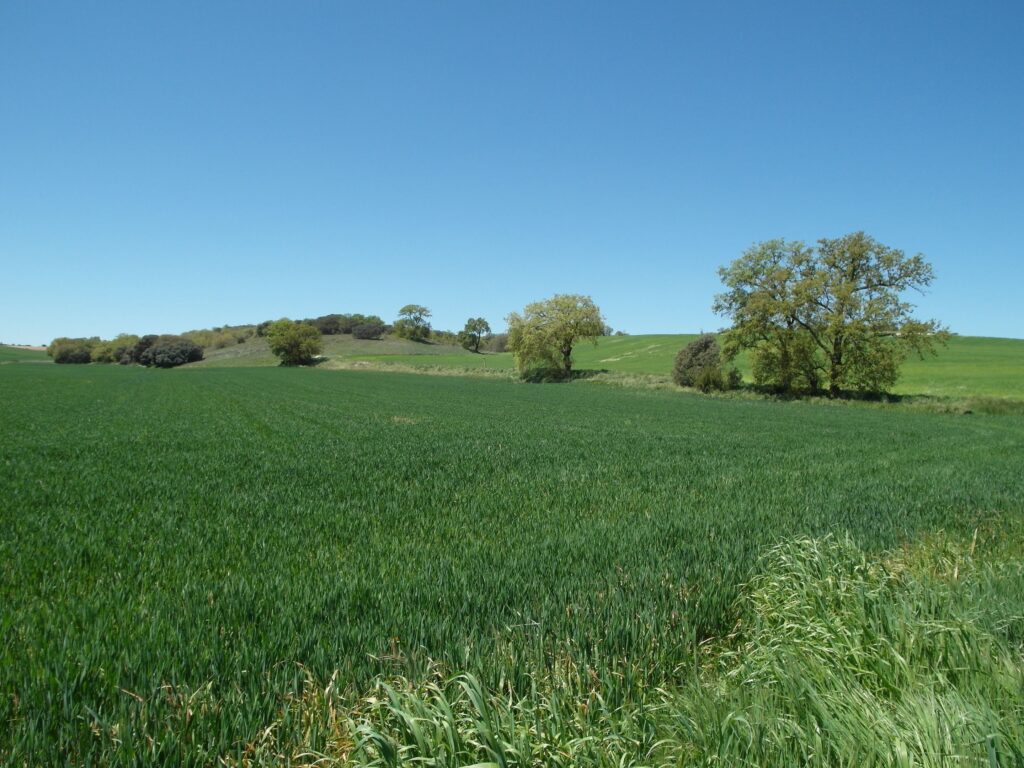 Montes Torozos Palencia